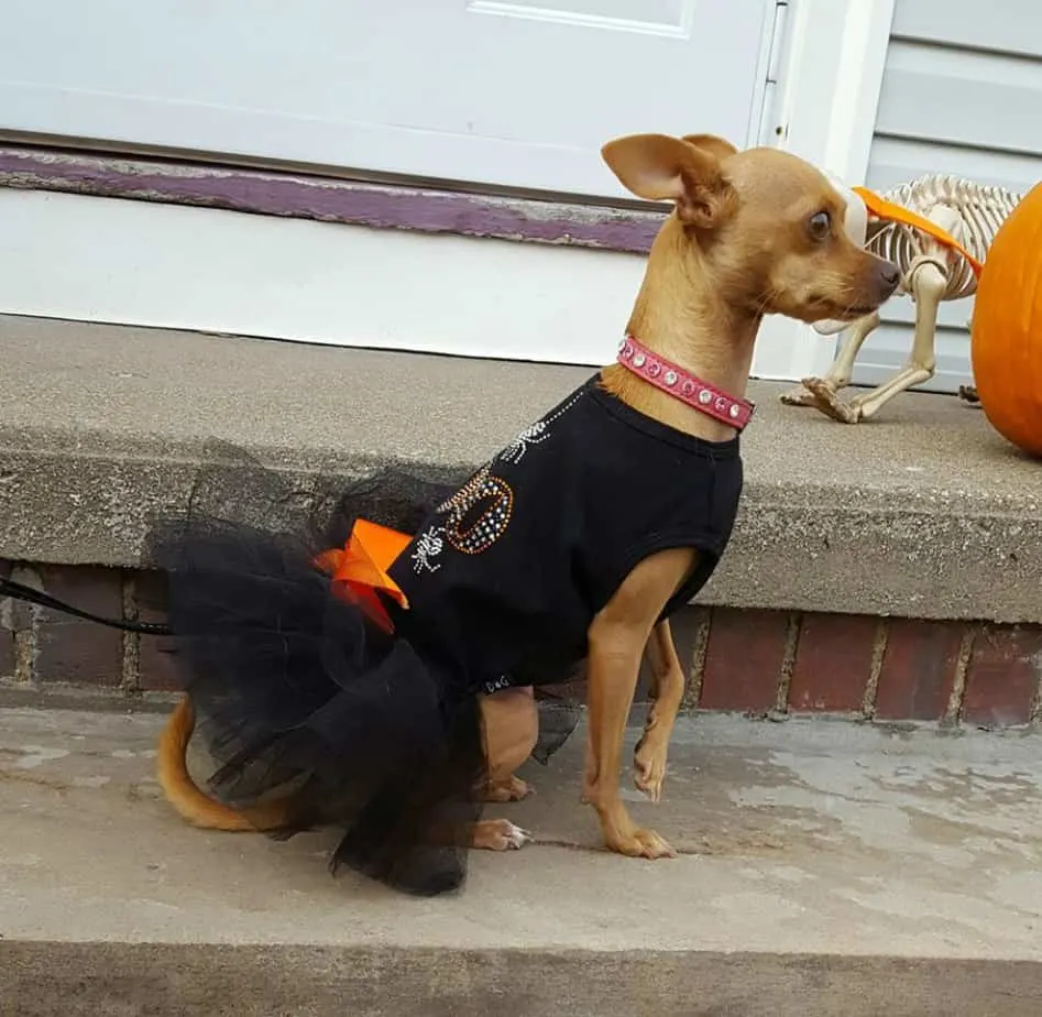 chihuahua in black dress