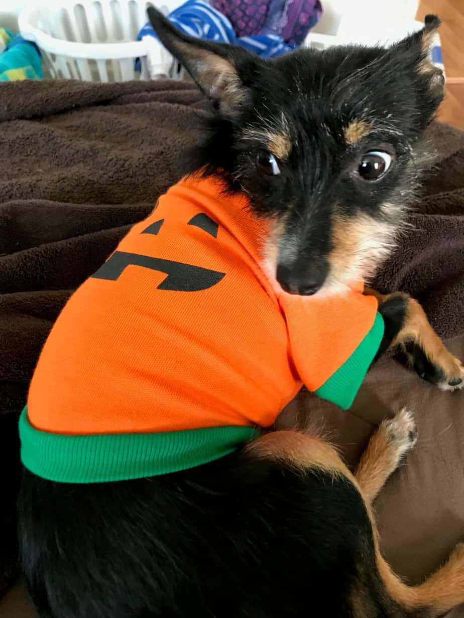 Lucas in Halloween sweater