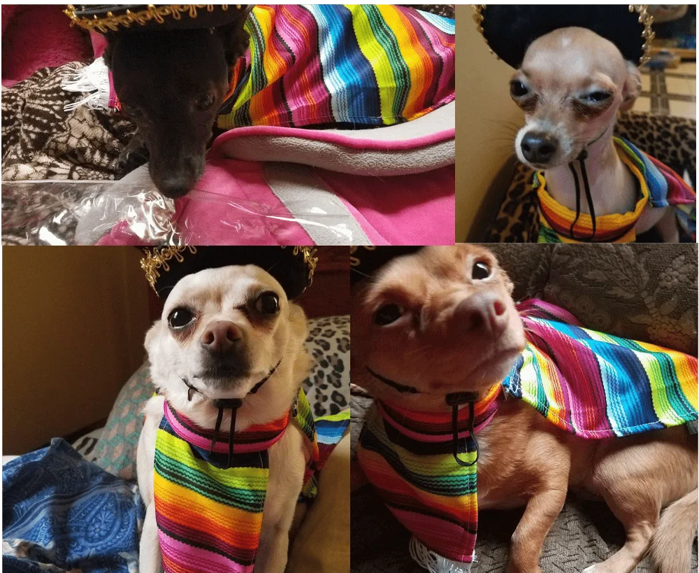 chihuahuas in Mexican costumes