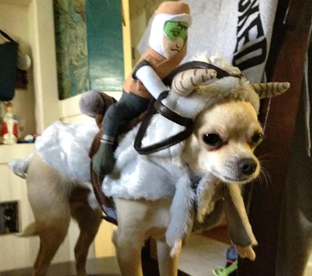 chihuahua in tauntaun costume