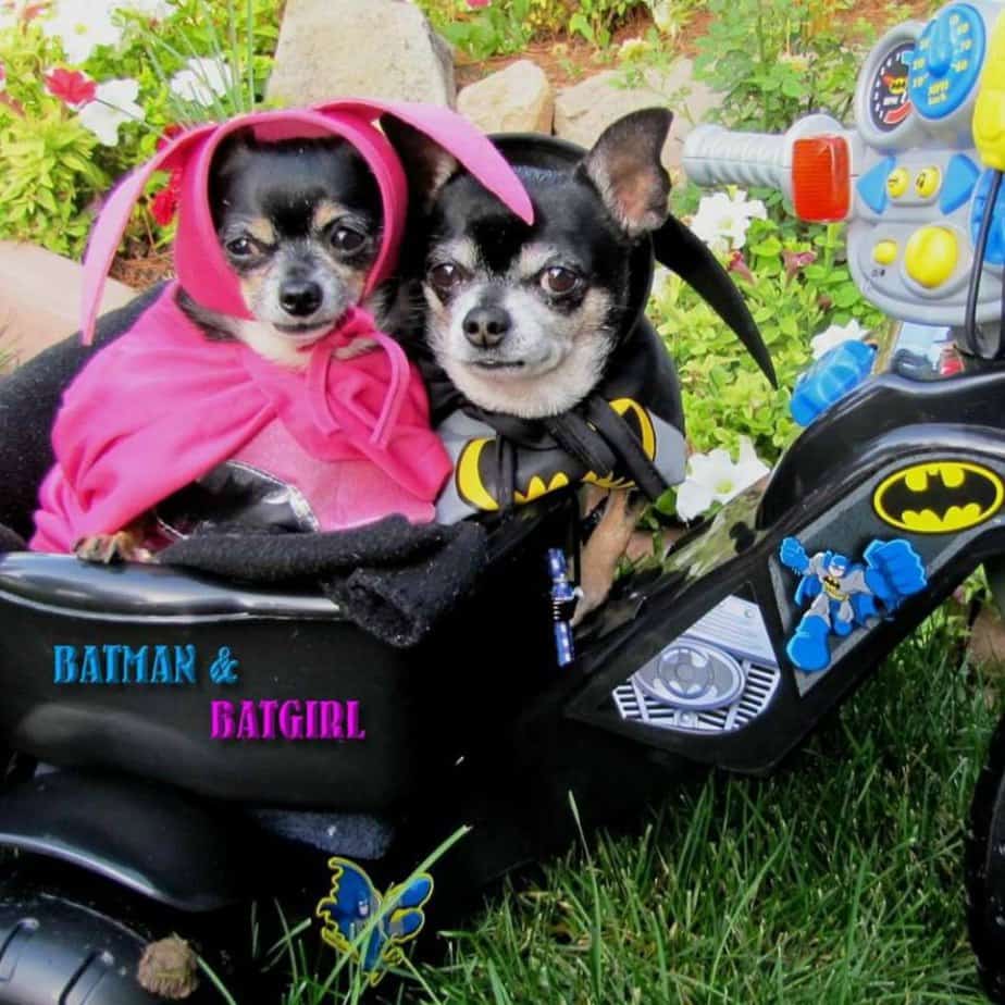 2 chihuahuas in Halloween costumes