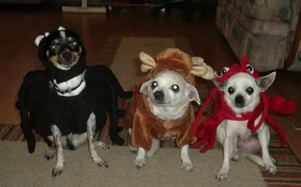 3 chihuahuas dressed in Halloween costumes
