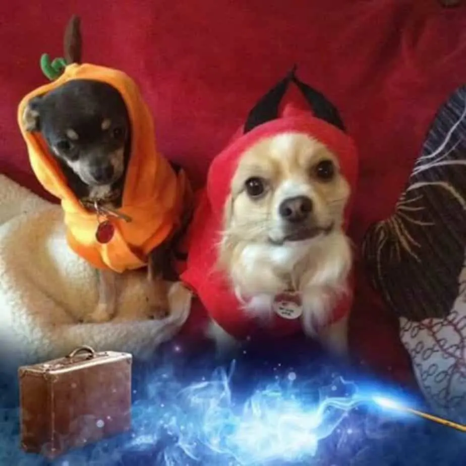 2 chihuahuas in Halloween costumes