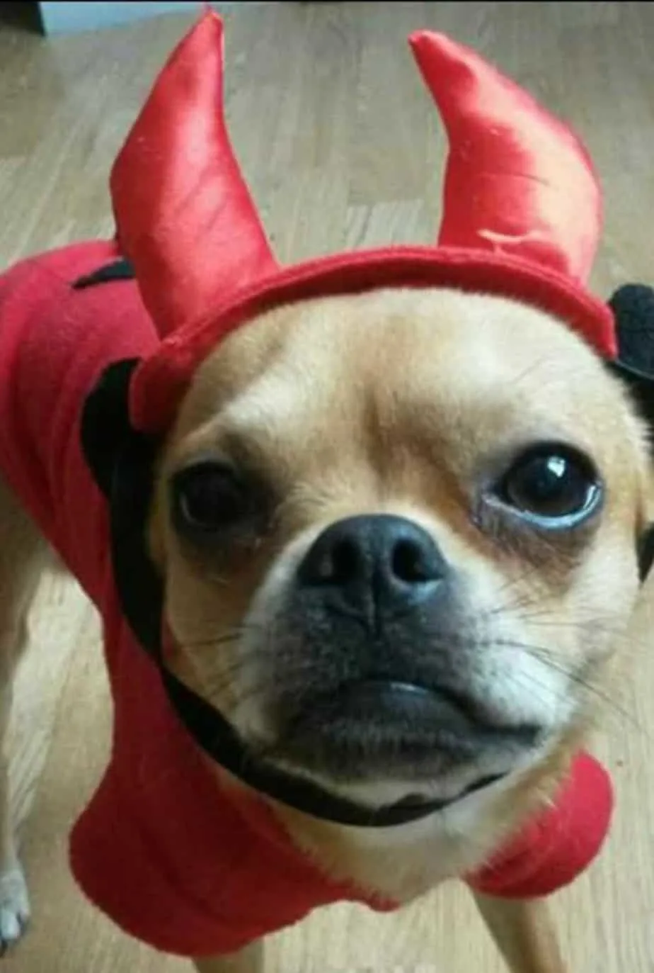 chihuahua in devil costume