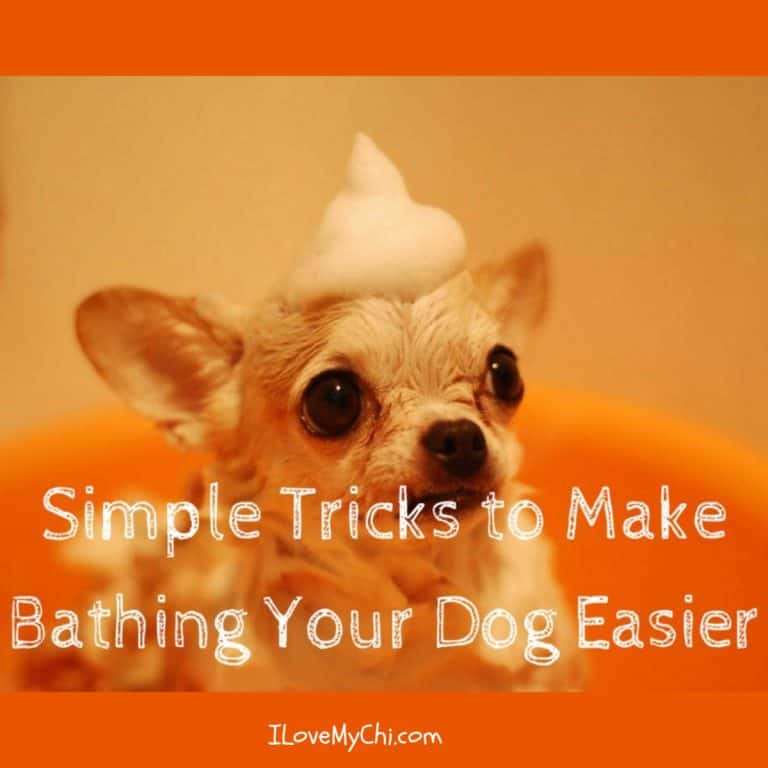Chihuahua getting bath.