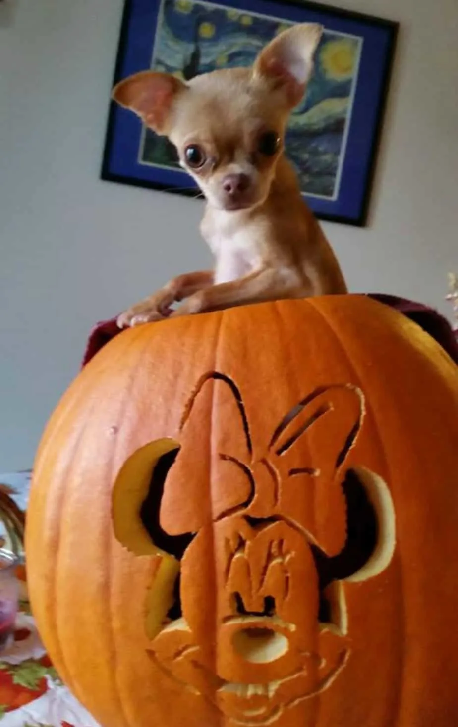 chihuahua in a pumpkin
