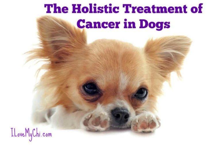 The Holistic Treatment of Cancer in Dogs I Love My Chi