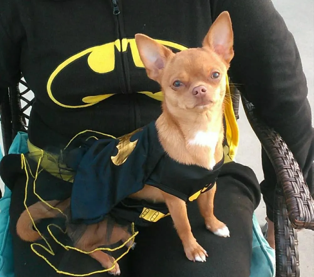 chihuahua in batgirl costume