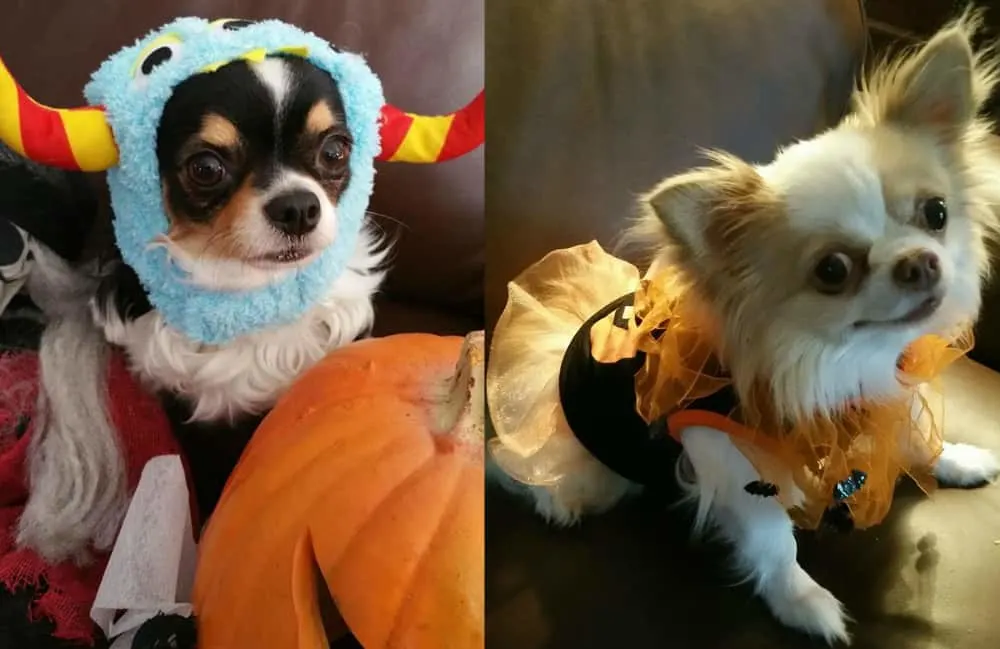 chihuahuas in halloween costumes