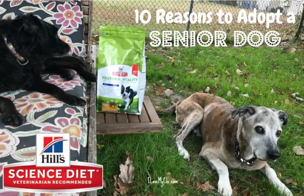 2 dogs next to bag of youthful vitality