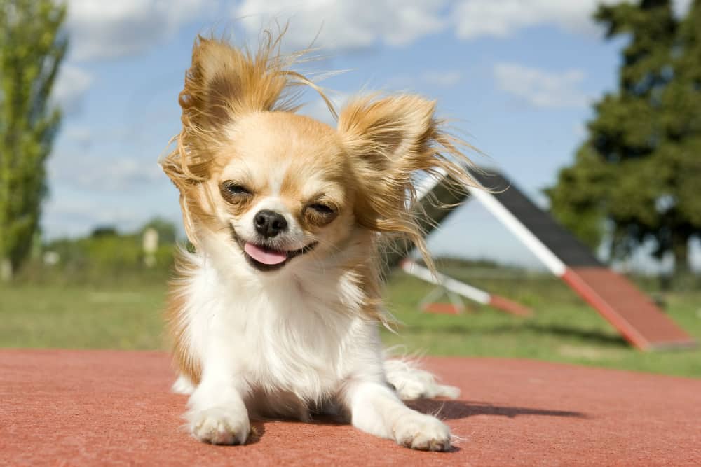 longhair fawn chihuahua smiling