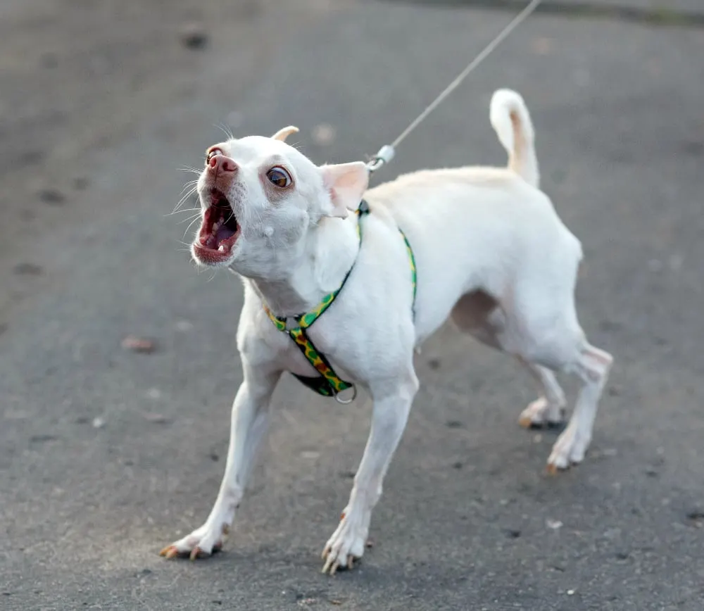 white chihuahua barking on leash