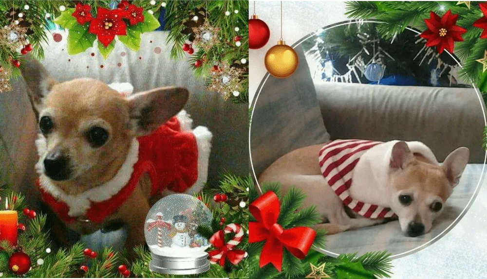 Christmas chihuahuas