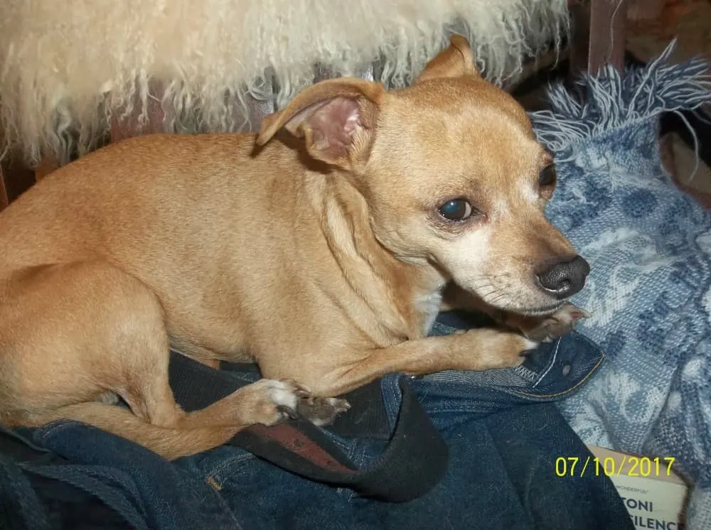 fawn Chihuahua