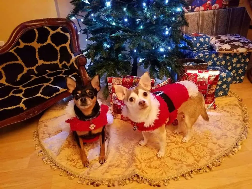 Jackson and Sophie the chihuahuas