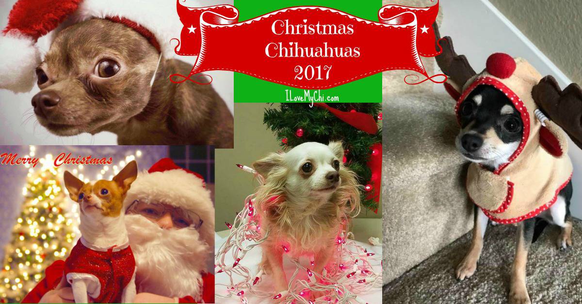 Christmas Chihuahuas