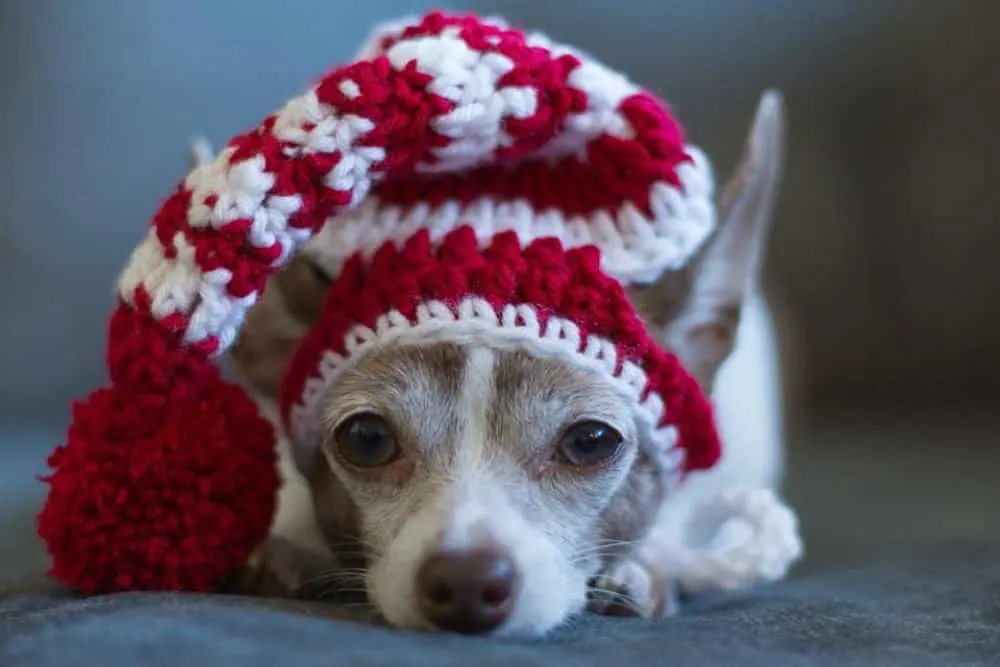 Christmas chihuahua