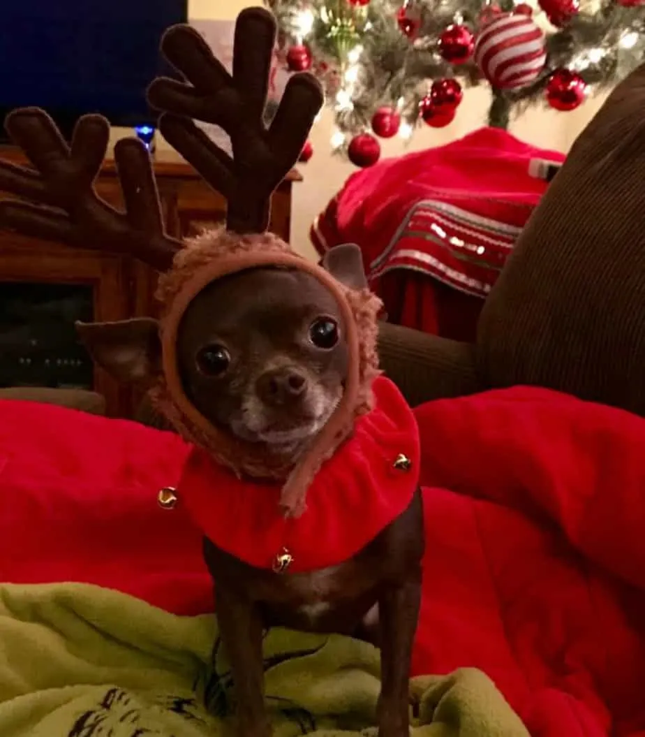 Daisy the chihuahua