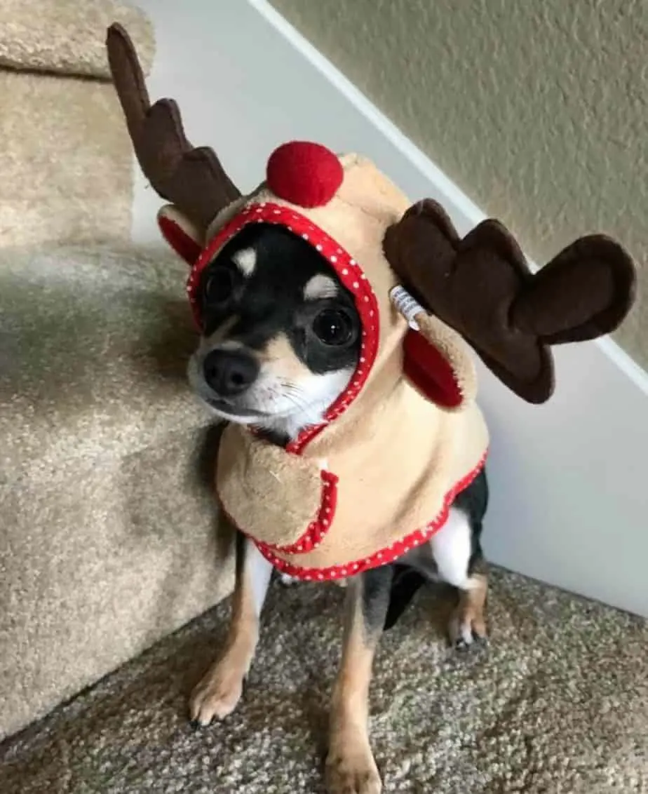 chihuahua in reindeer outfit