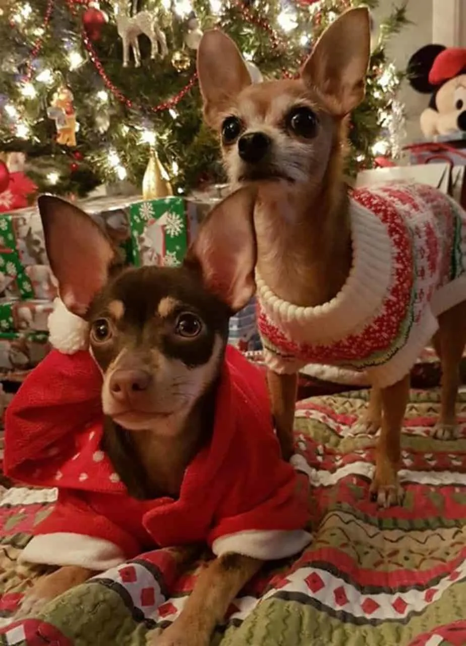 Phoebe and Penny the chihuahuas