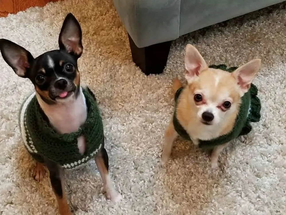 Mya and Mario the chihuahuas