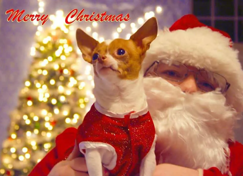 Bella the chihuahua on Santa