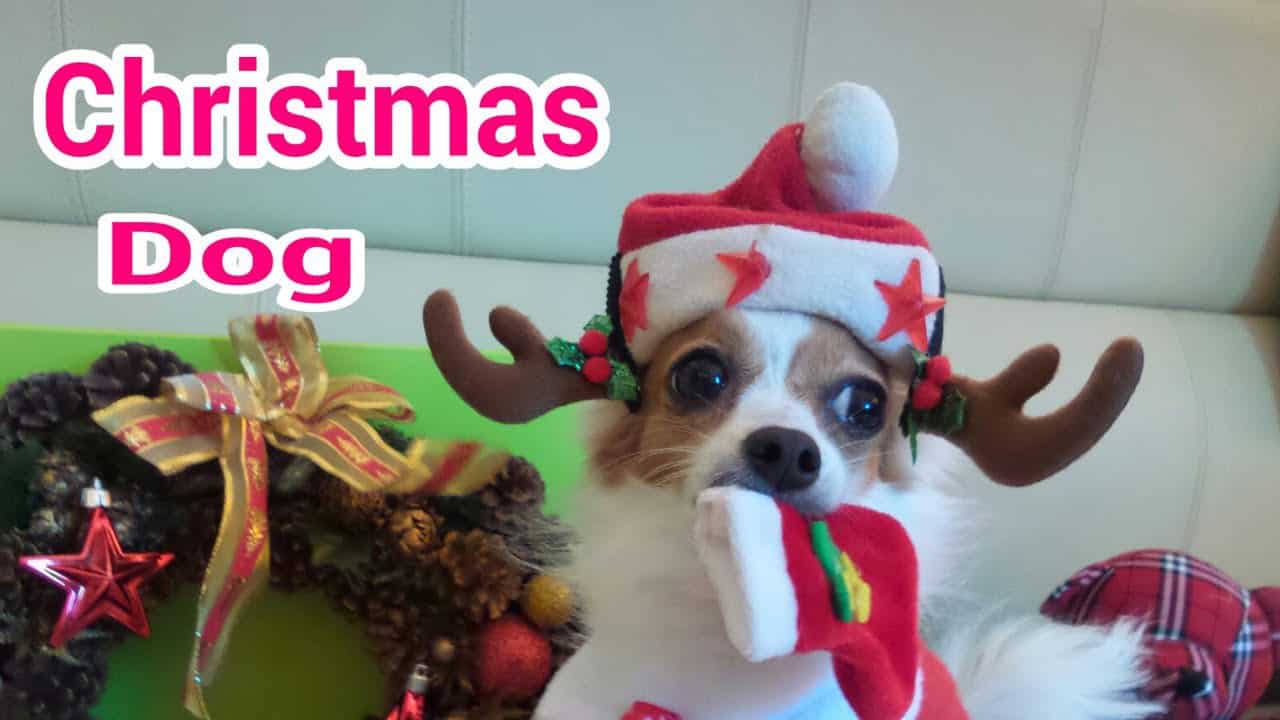 Christmas Chi Pretends to be a Different Dog