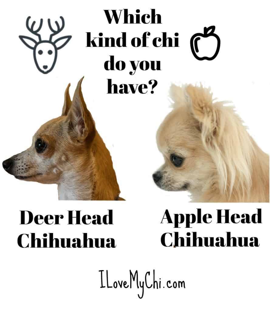 A side view of a deer head and apple head chihuahua.
