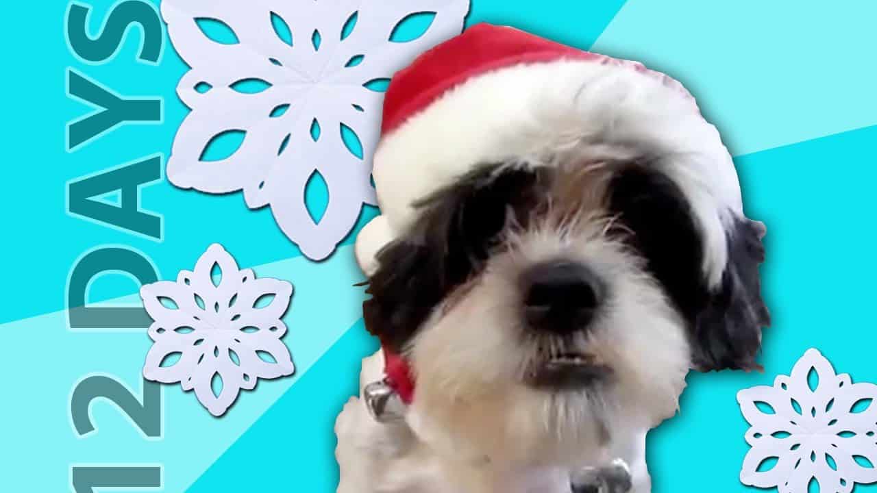 The 12 Days of Christmas Sung By Pets
