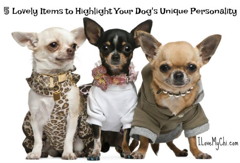 3 chihuahuas dressed in fashion clothing