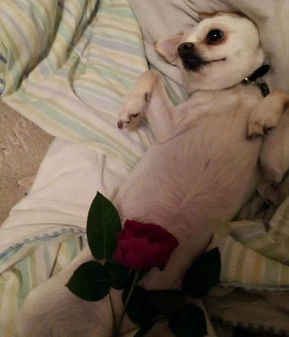 Valentine chihuahuas