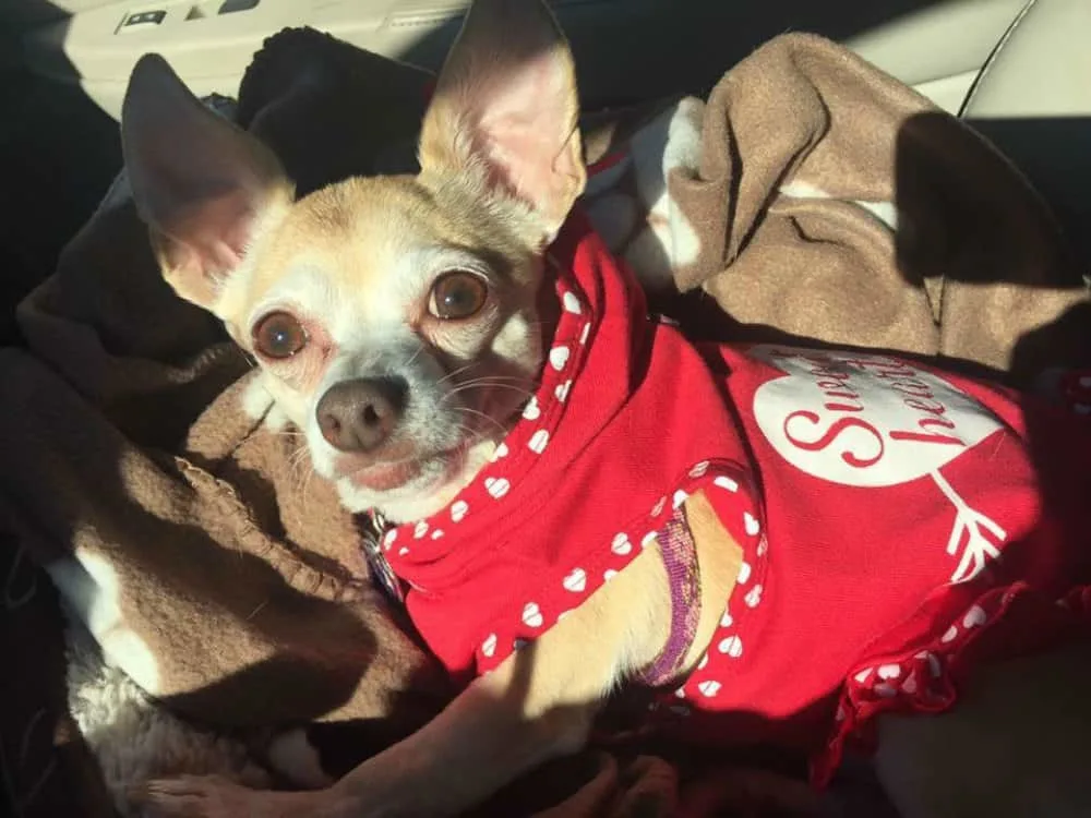 Valentine chihuahuas