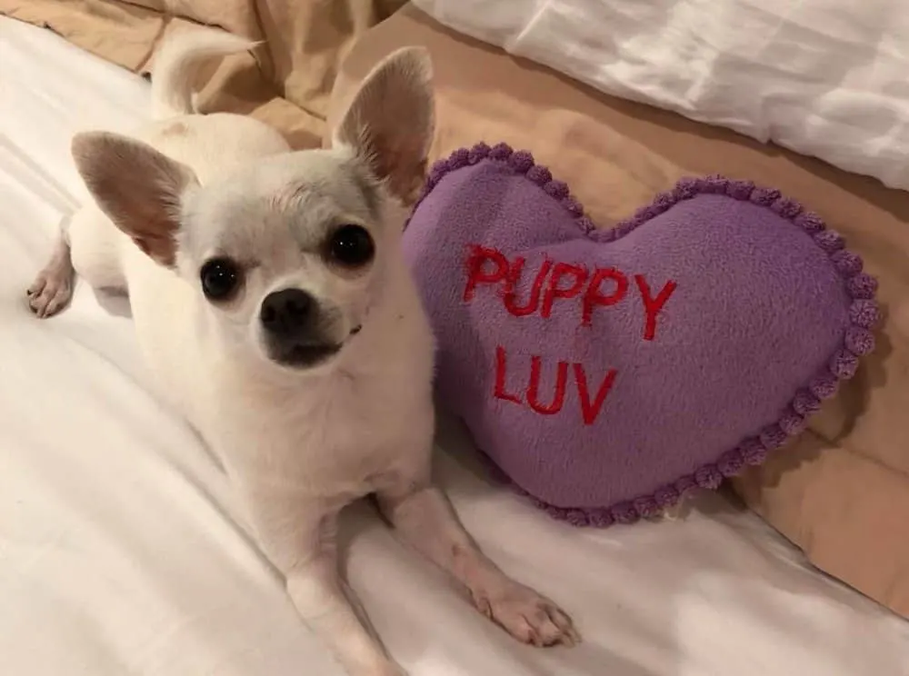 Valentine chihuahuas