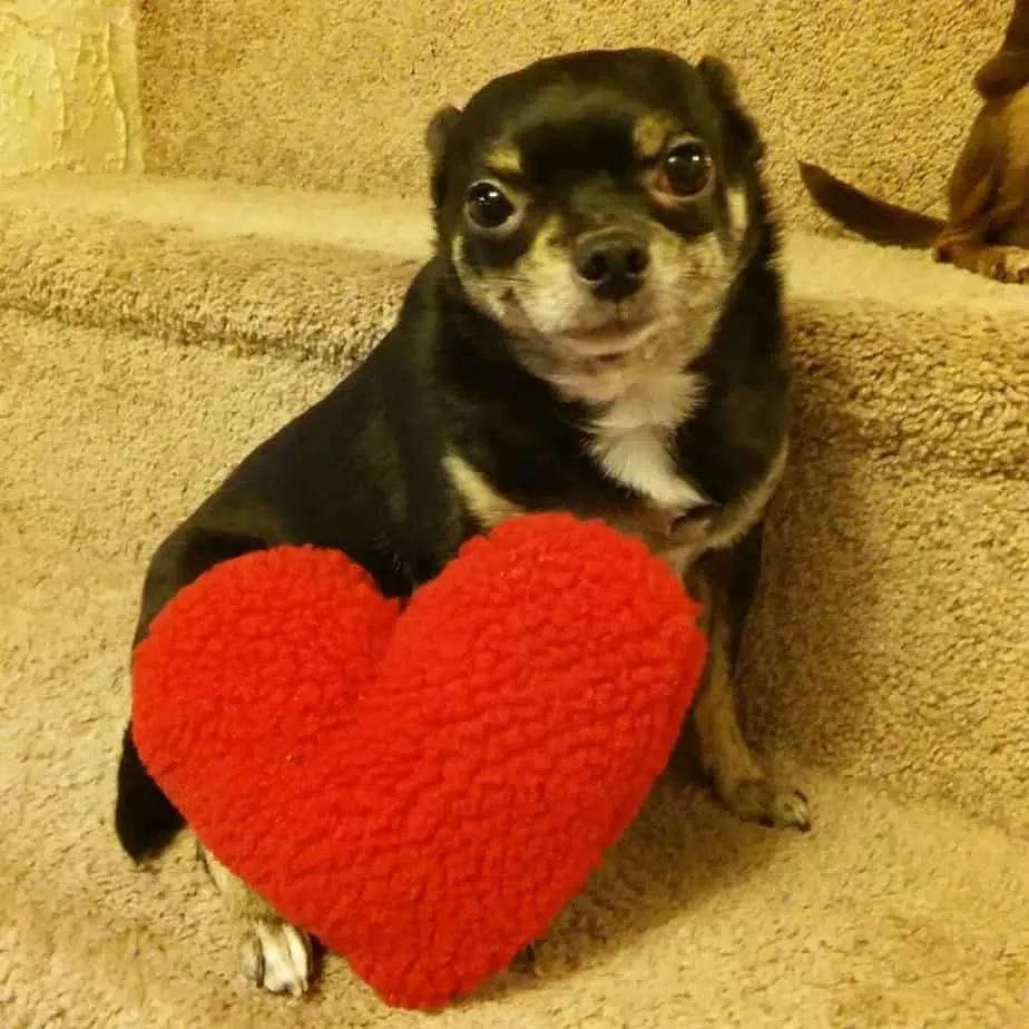 Valentine chihuahuas