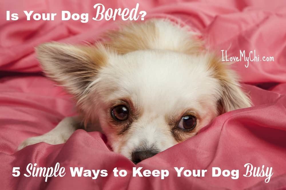 Is Your Dog Bored? 5 Simple Ways to Keep Your Dog Busy