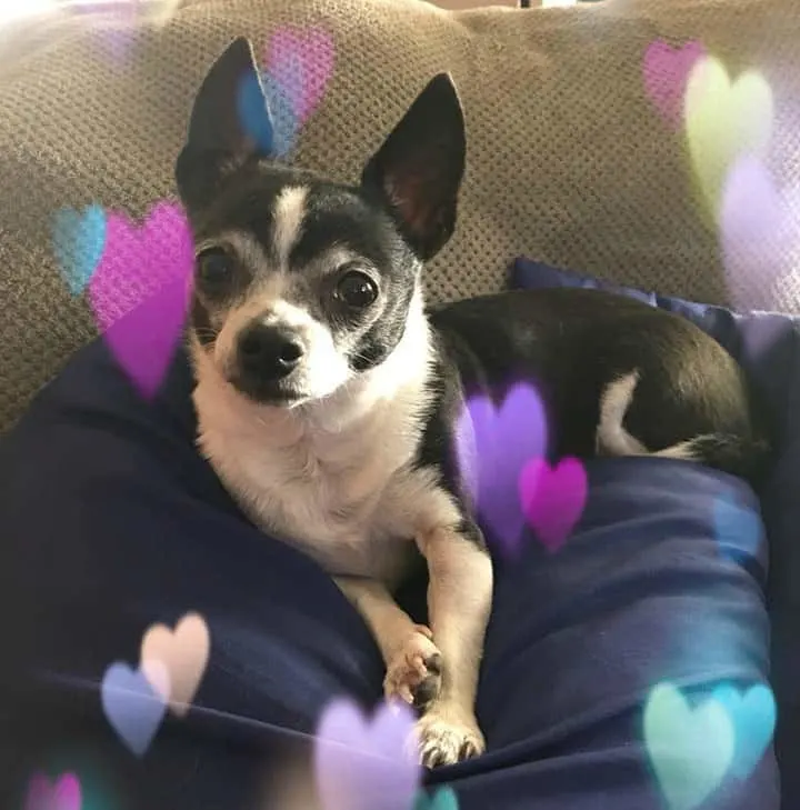 Valentine chihuahuas