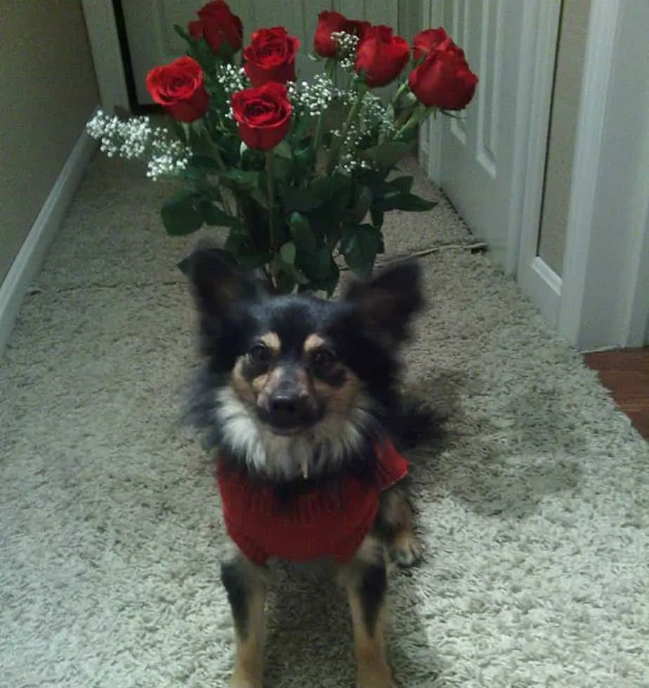 Valentines chihuahuas