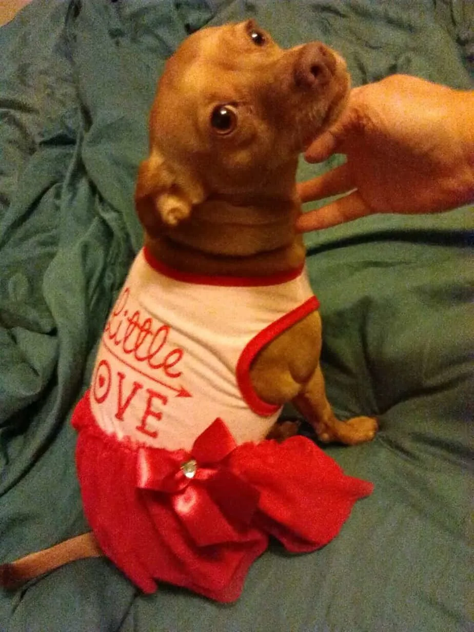 Valentine chihuahuas