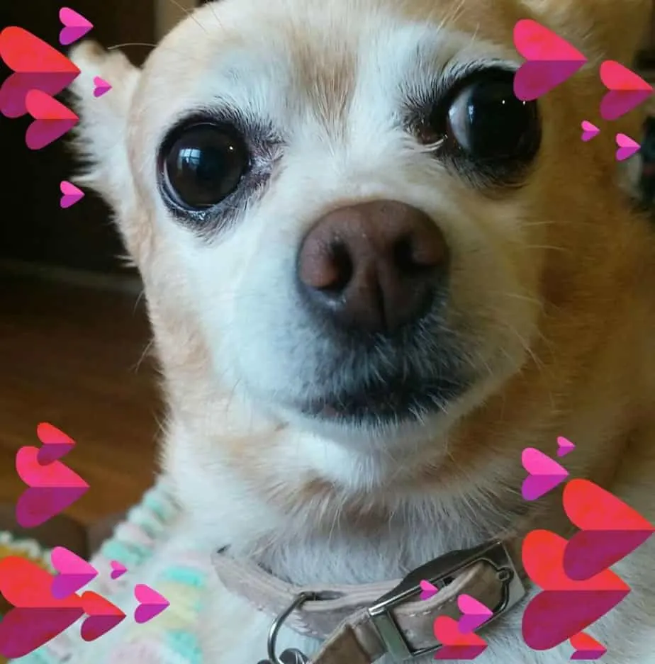 Valentine chihuahuas