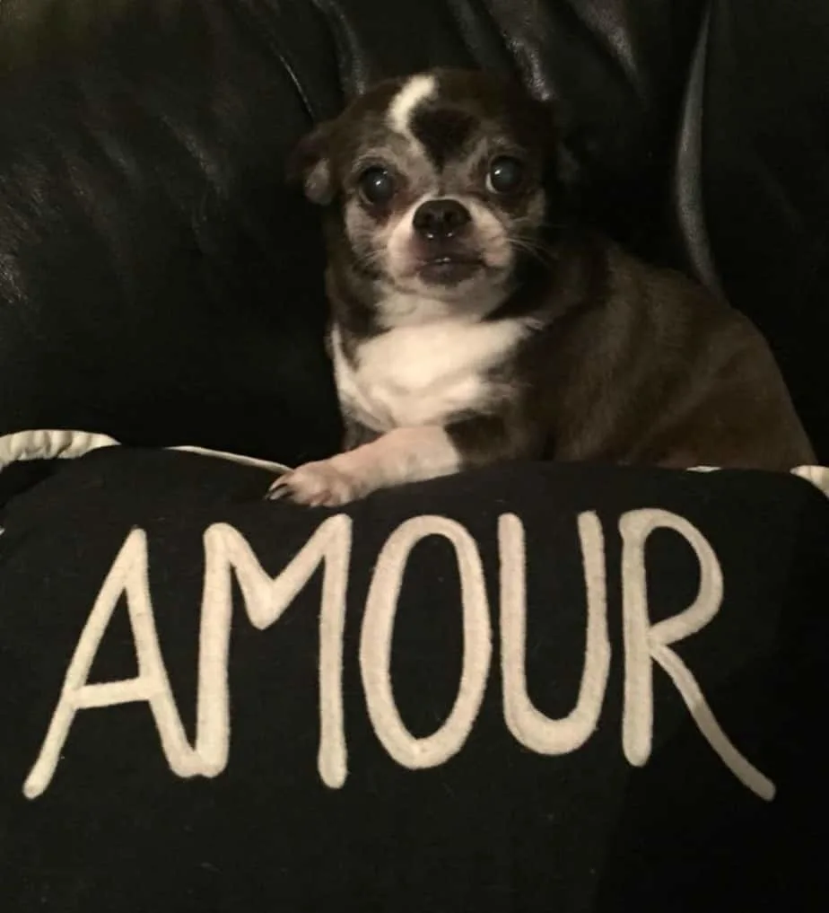 Valentine chihuahuas