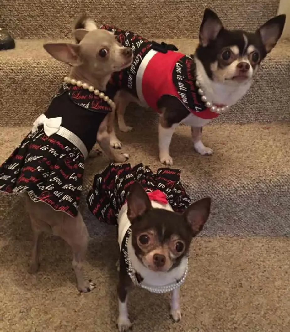 Valentine Chihuahuas 