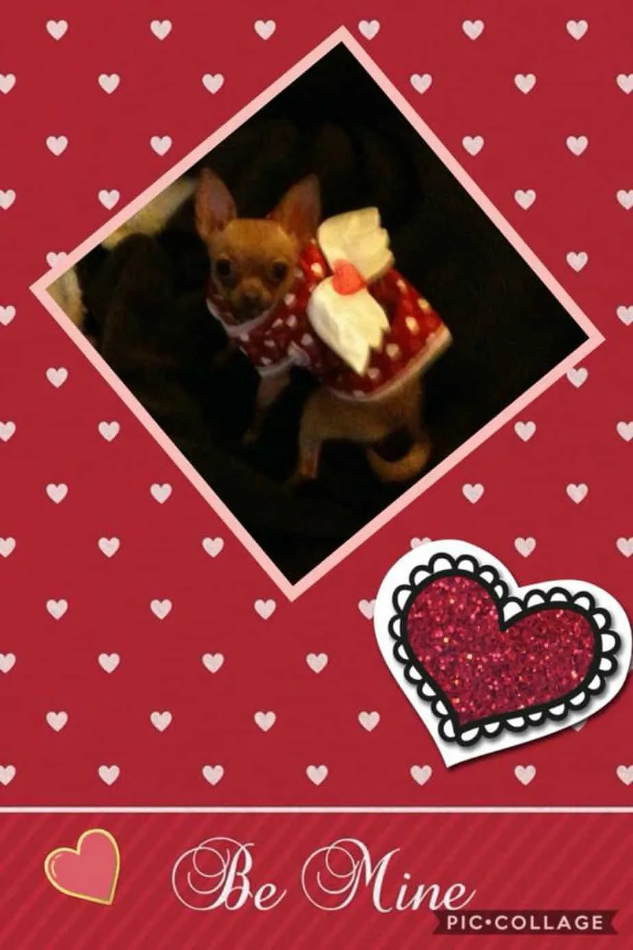 Valentine chihuahuas