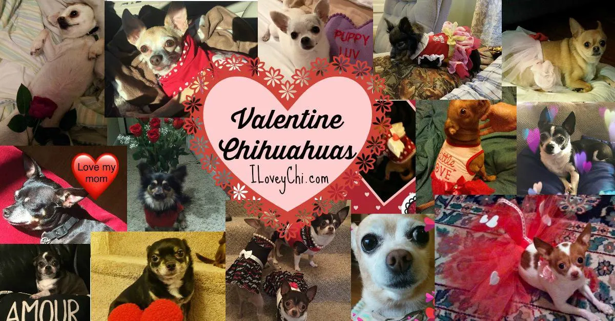 multiple photos of chihuahuas