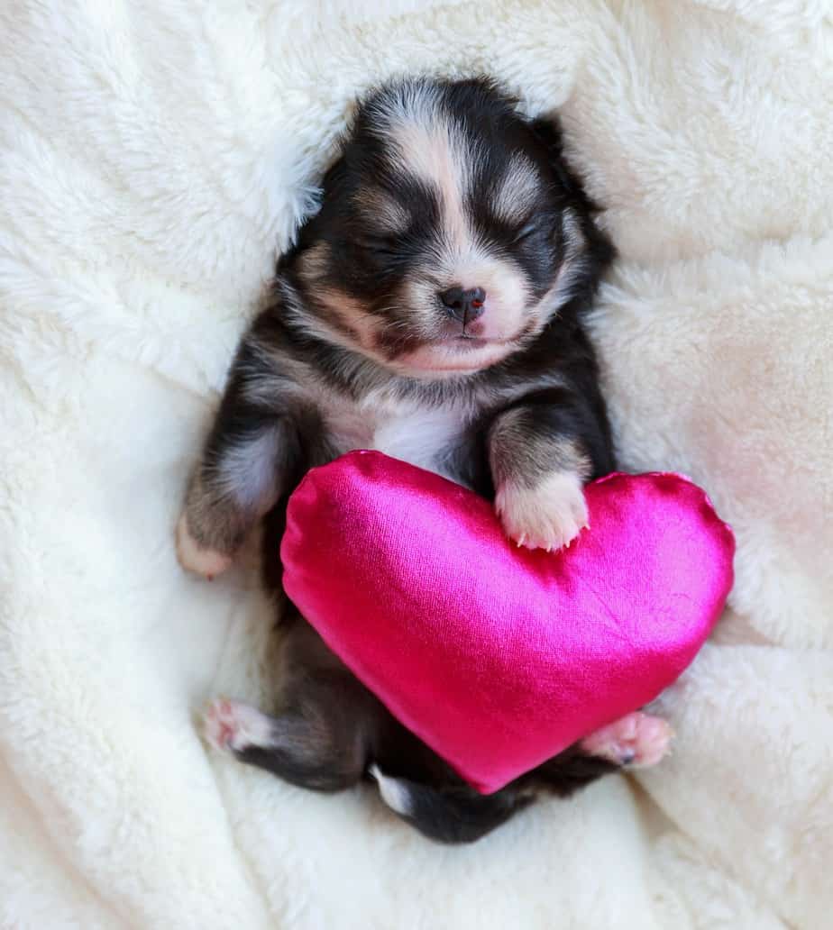 chihuahua puppy laying on back holding pink heart pillow