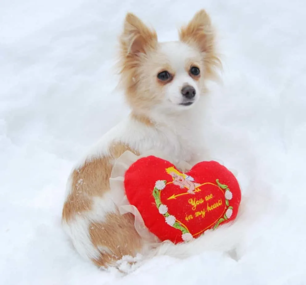 Valentine chihuahua