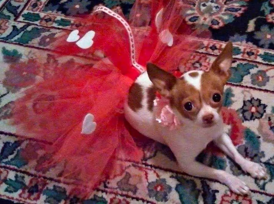 Valentine chihuahuas