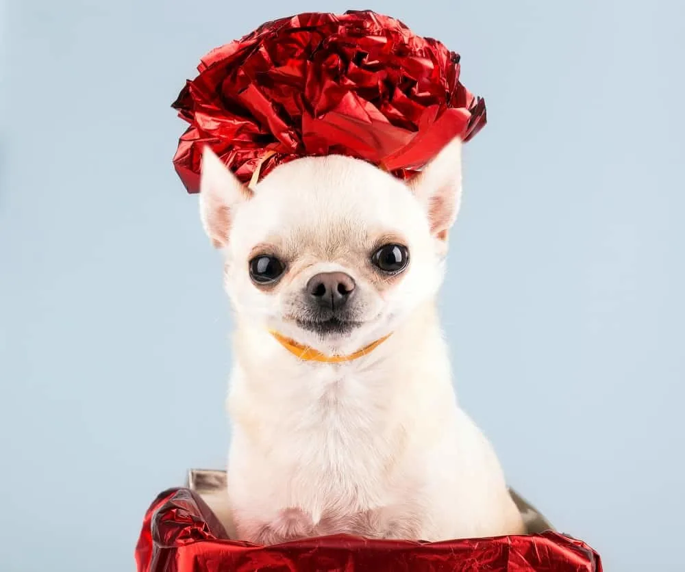 Valentine chihuahuas