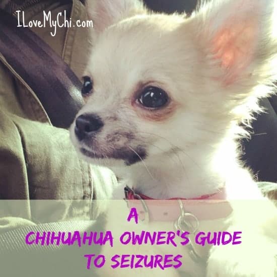 A Chihuahua Owner S Guide To Seizure Disorders I Love My Chi