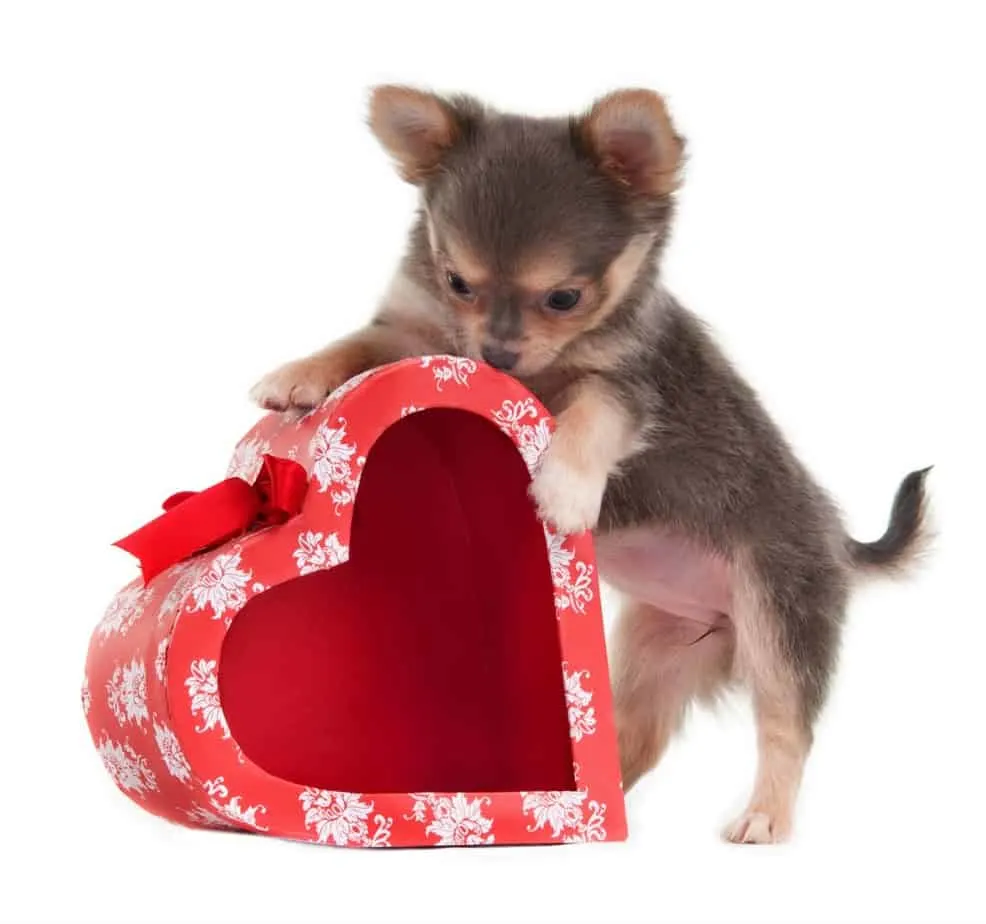 Valentine chihuahuas