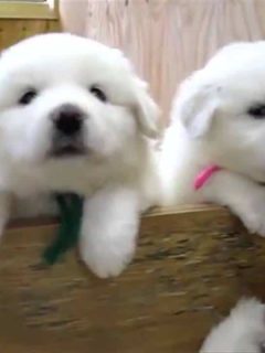 fluffy white puppies